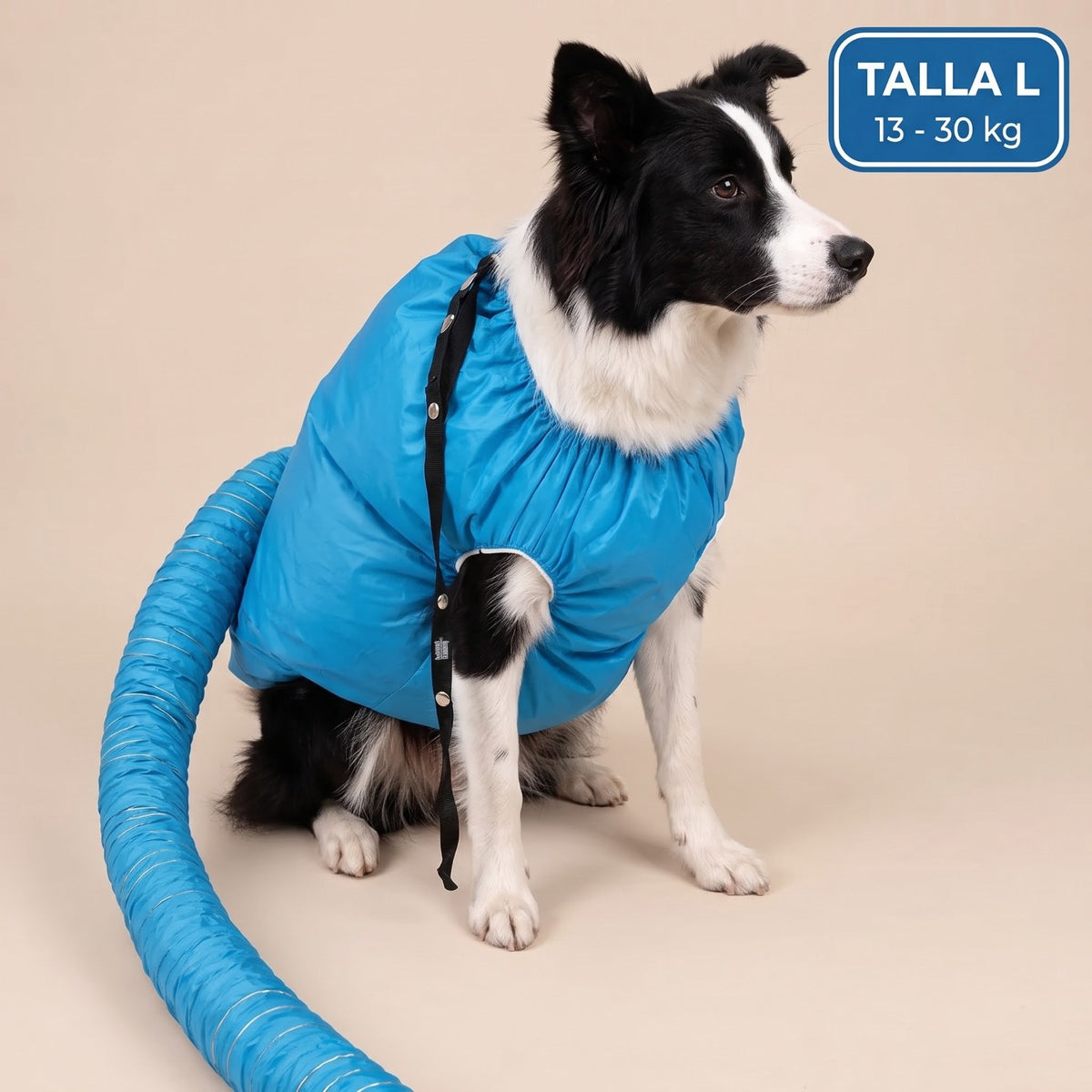 Bolsa secadora Pawdry talla L (13 a 30 kg) puesta en un Border Collie